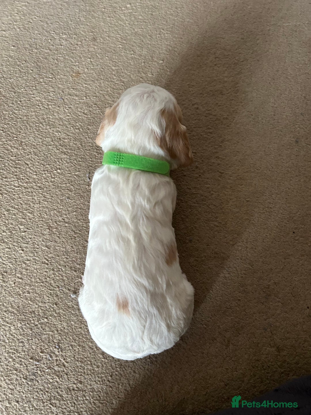 Cocker Spaniel dogs for sale: Working cocker pups - Advert 11