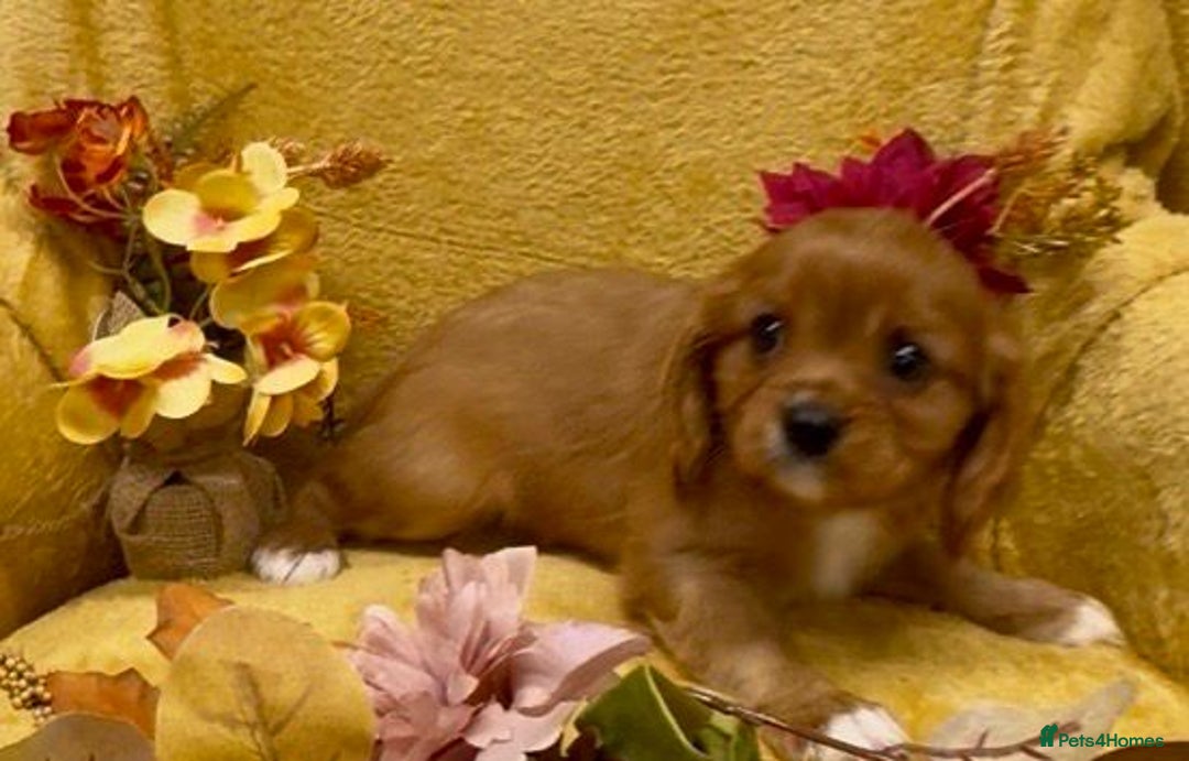 Cavalier King Charles Spaniel dogs for sale: 🐾Beautiful cavalier king Charles🐾  - Image 13
