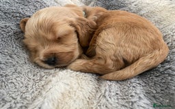 Cocker Spaniel dogs for sale: KC Reg Show Type Golden Cocker Spaniel puppies - Image 25