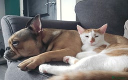 British Shorthair cats for sale: 2 ginger brothers  - Image 13