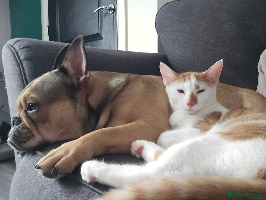 British Shorthair cats for sale: 2 ginger brothers  - Image 13