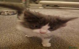 Ragdoll cats for sale: Ragdoll cross kittens  - Image 10