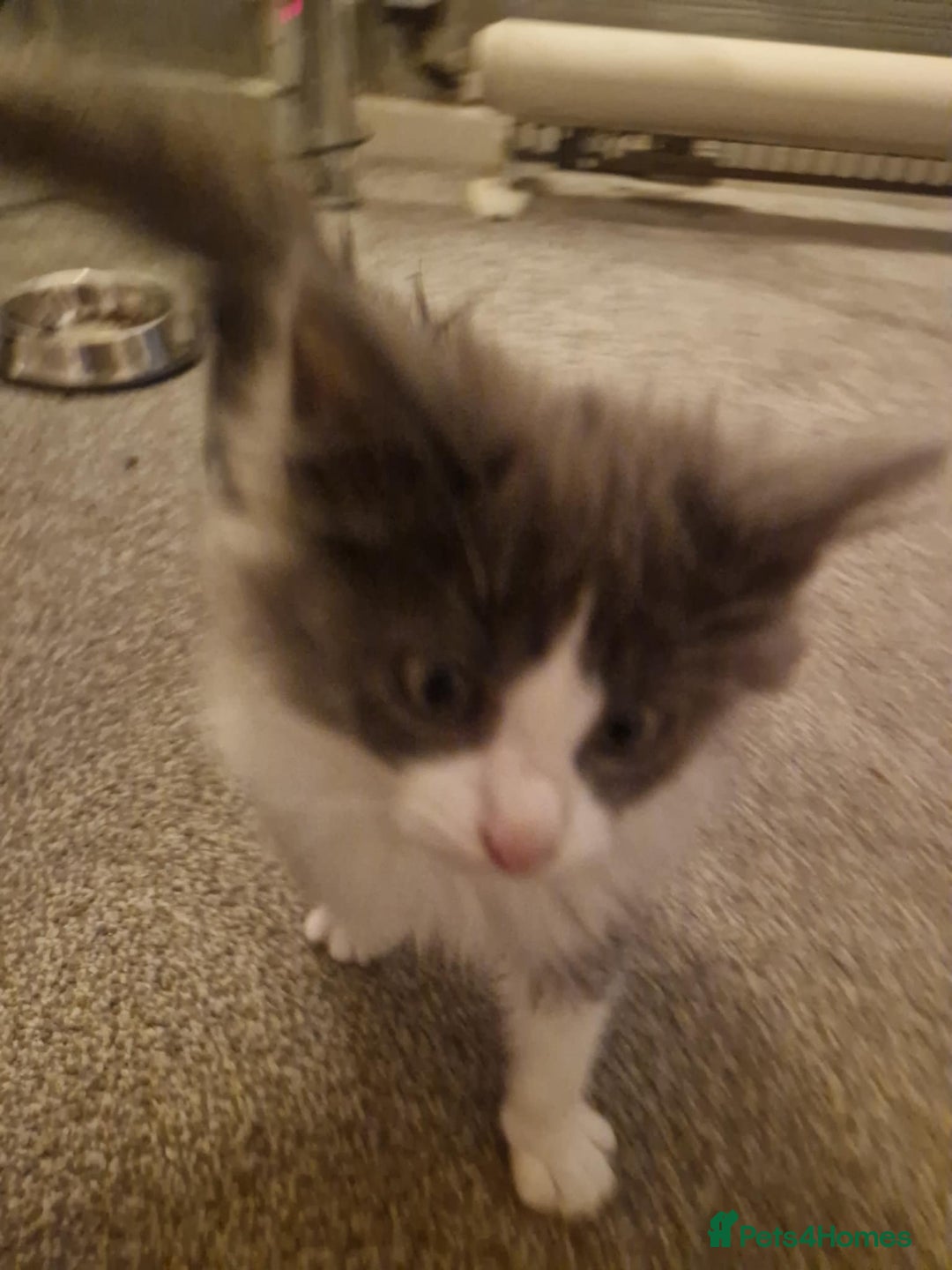 Ragdoll cats for sale: Ragdoll cross kittens  - Image 10