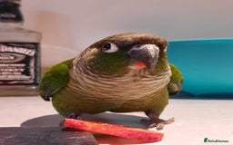 Conures birds for sale: Kiwi and Rico  - Image 6