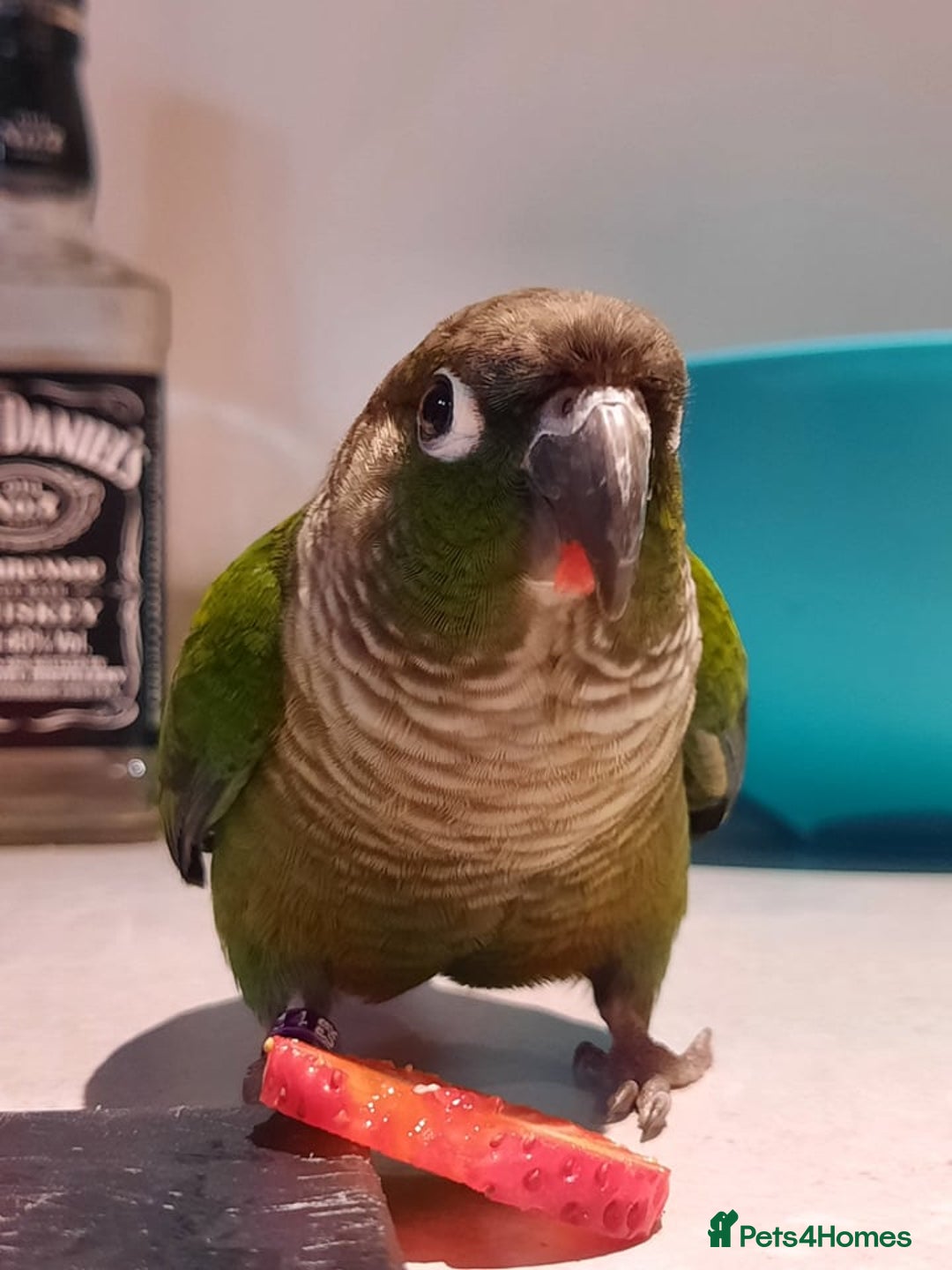 Conures birds for sale: Kiwi and Rico  - Image 6