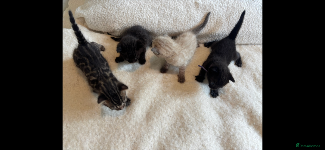 Bengal cats for sale: 4 Rare Tica Registered Bengal Kittens - Image 4