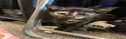 Mixed Breed cats for sale: 6 sweet kittens looking for a loving home! - Advert 4