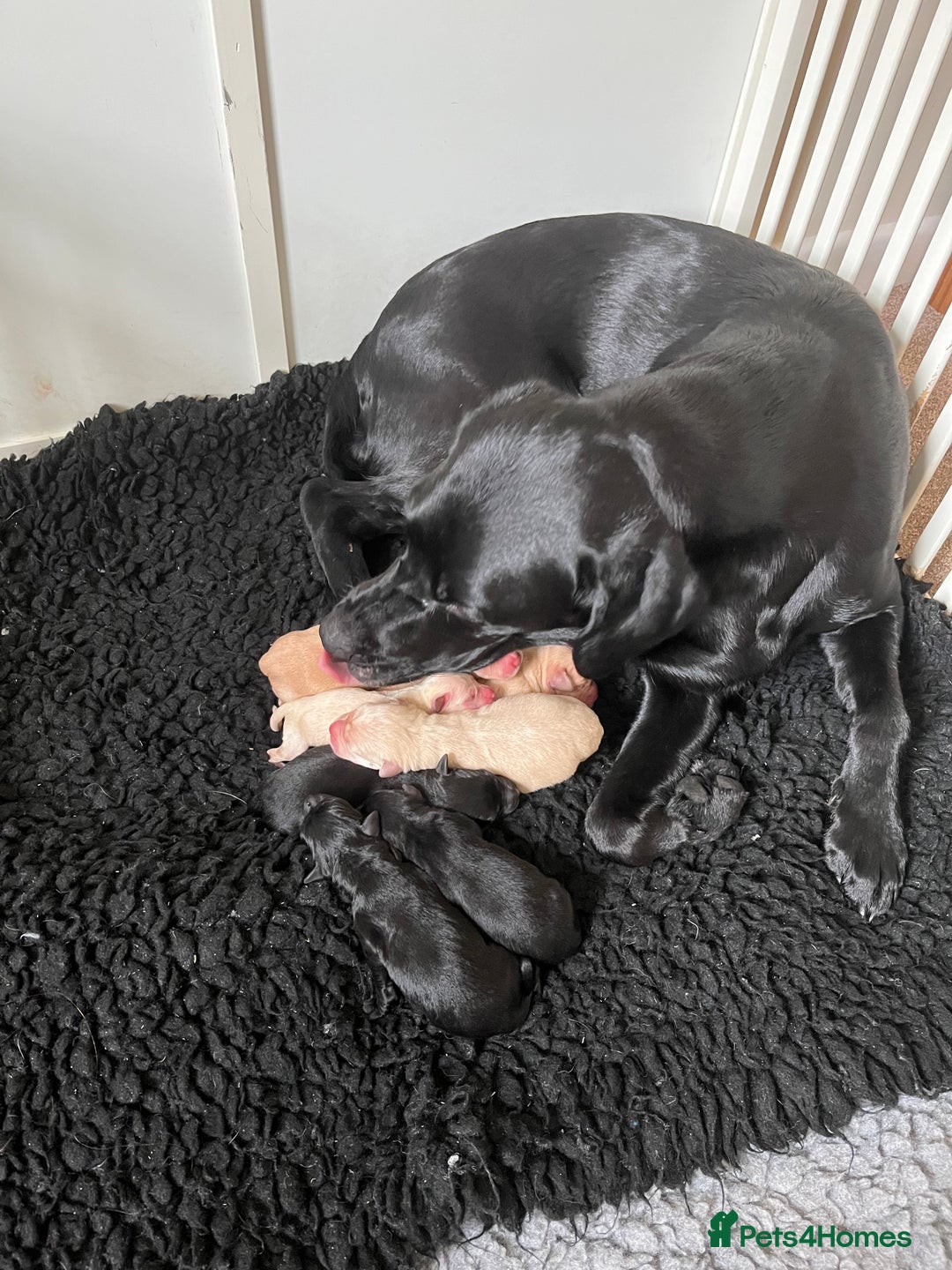 Labrador Retriever dogs for sale: Lucy's Puppies have arrived! - Image 13