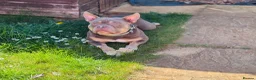 American Bully dogs for sale: Pocket/Mirco bully  - Advert 6