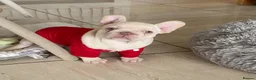 French Bulldog dogs for sale: FRENCH BULLDOGS, MERLE, ROJO, ISABELLA NEWSHADE. - Advert 19