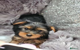 Yorkshire Terrier dogs for sale: Beautiful Yorkshire terrier puppies  - Image 9