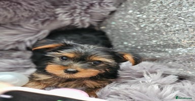 Yorkshire Terrier dogs - Advert 7