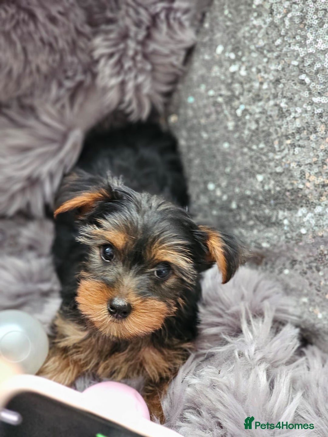 Yorkshire Terrier dogs for sale: Beautiful Yorkshire terrier puppies  - Image 9