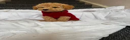 Toy Poodle dogs for sale: Beautiful Toy Poodle Puppies – Loving Homes Wanted - Advert 5