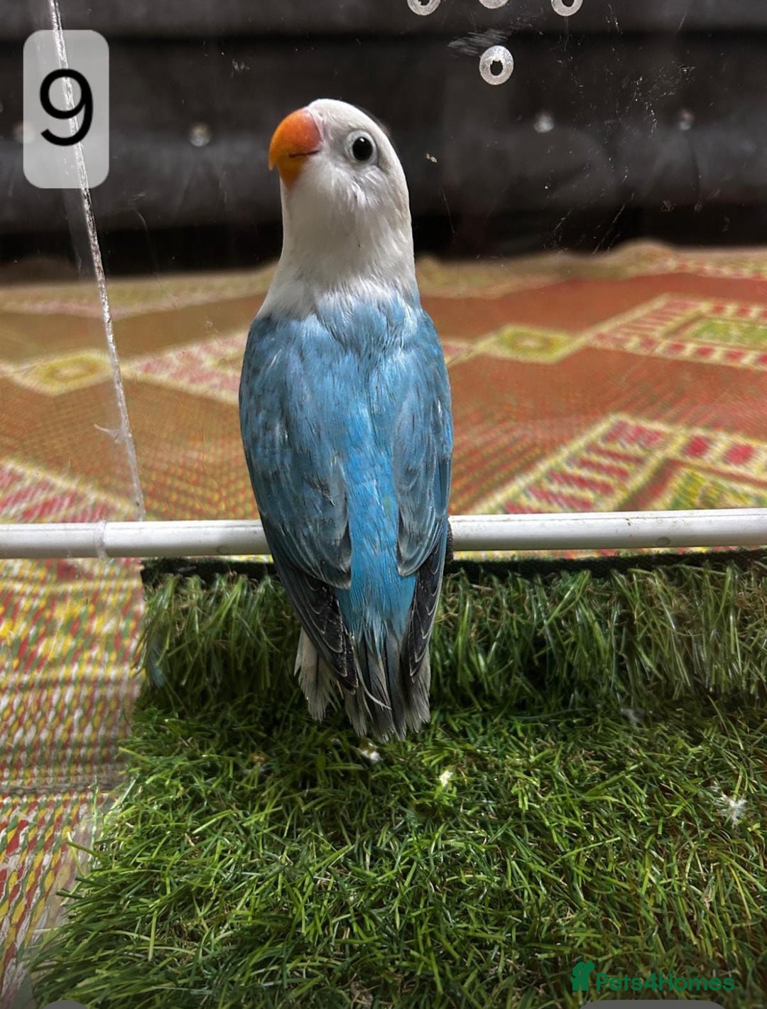 Lovebirds birds for sale: Beautiful mutation fisher opline lovebirds   - Advert 17
