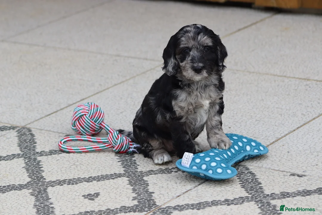 Cockapoo dogs for sale: F1 Cockapoo puppies for sale - Advert 34