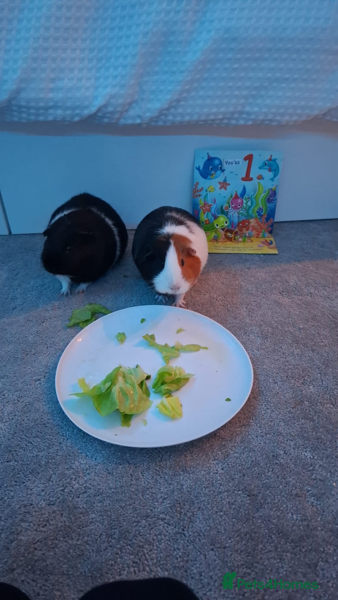 Guinea Pig rodents 2 male guinea pigs - 19 months old - Advert 12
