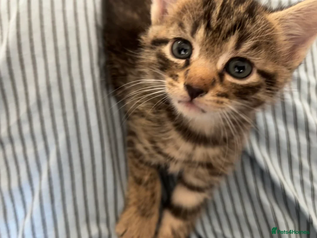 Domestic Shorthair cats for sale: Tabby cat kittens  - Advert 17