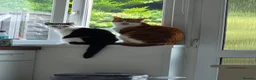 Domestic Shorthair cats for sale: Gizmo - Advert 4