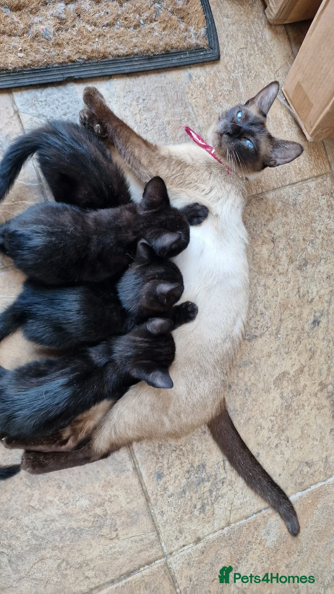 Siamese cats for sale: Beautiful Black Siamese Cross Kittens Ready Now - Advert 2