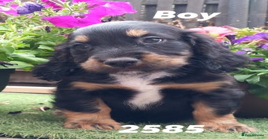 Cocker Spaniel dogs - Advert 9