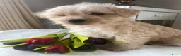 Westiepoo dogs for sale: Westypoos in Northallerton - Advert 16