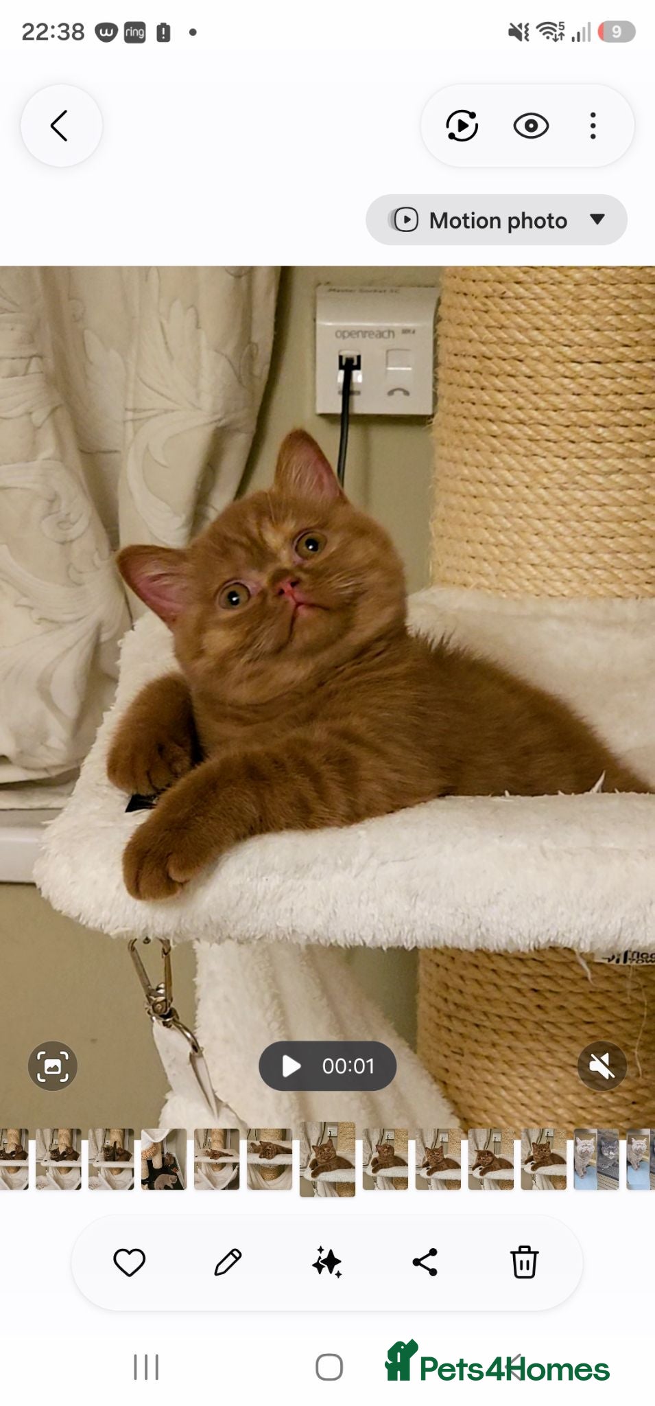 British Shorthair cats GCCF BSH championparents cinnamon tortie ready now - Advert 3
