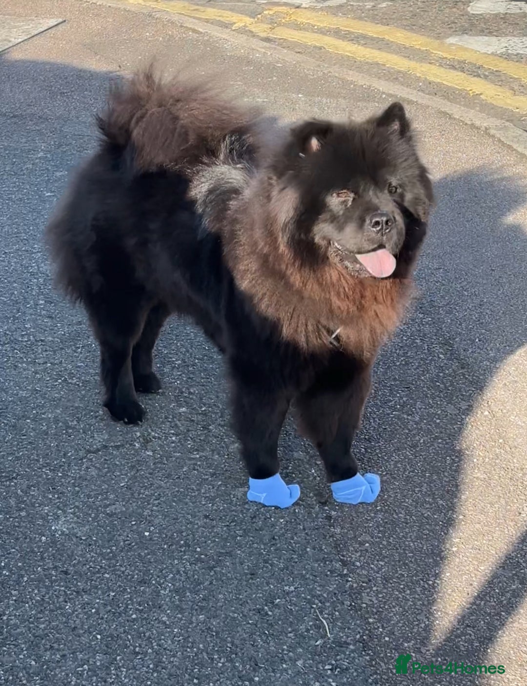 Chow Chow dogs for sale: Loving Chow Chow looking for a urgent home - Advert 1