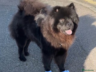 Chow Chow dogs Loving Chow Chow looking for a urgent home - Advert 11