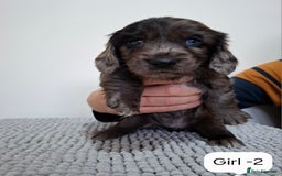 Mixed Breed dogs for sale:  Minature Dachshunds x Spaniel pups  - Advert 2