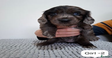 Mixed Breed dogs  Minature Dachshunds x Spaniel pups  - Advert 4