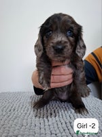 Mixed Breed dogs Minature Dachshunds x Spaniel pups - Advert 1