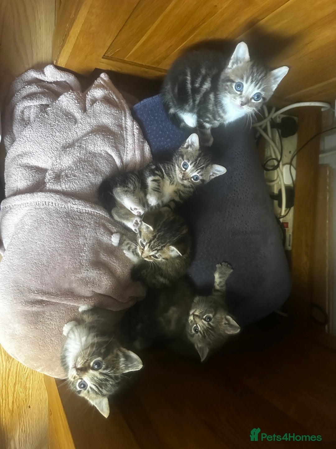 Mixed Breed cats for sale: 6 Of the cutest kittens ever !  - Image 8