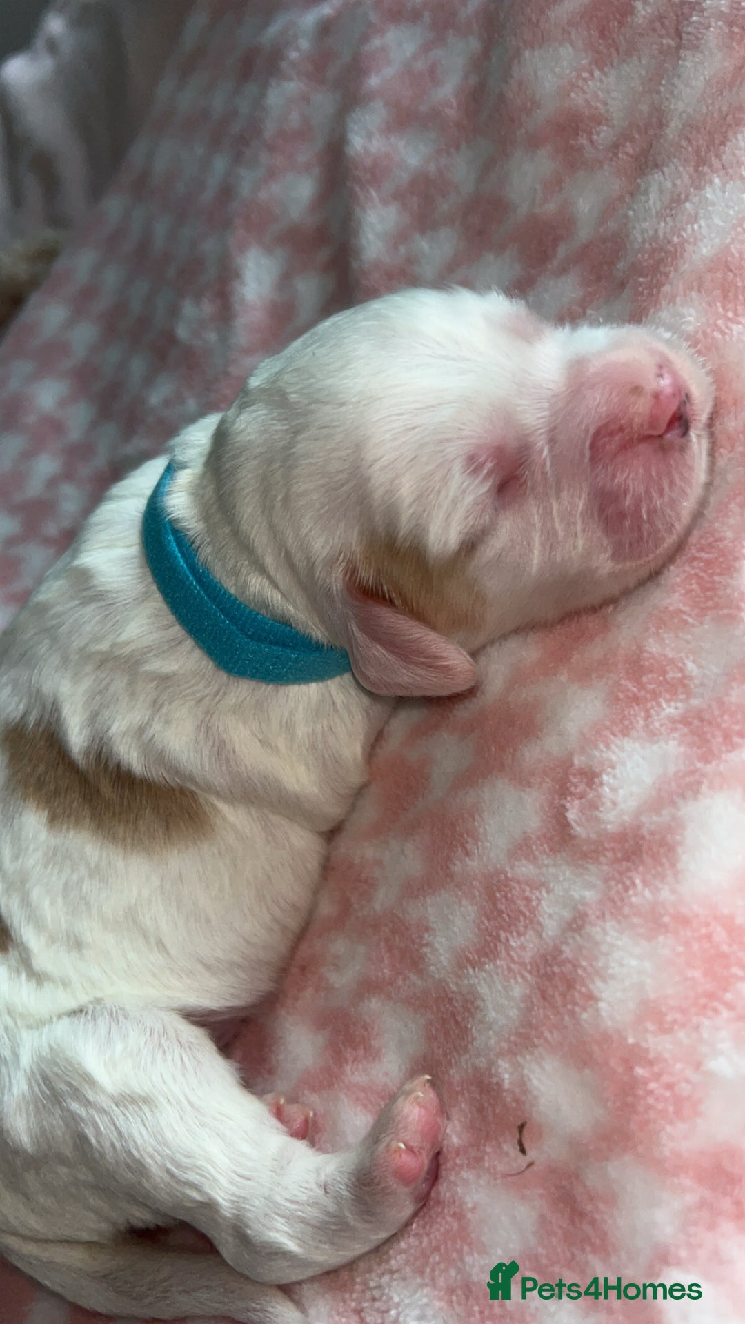 Cocker Spaniel dogs for sale: Gorgeous cocker spaniel pups(ONLY 1 REMAINING)  - Advert 9