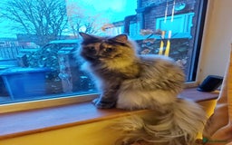 Maine Coon cats for sale: Silver smoke female main coon  - Image 2