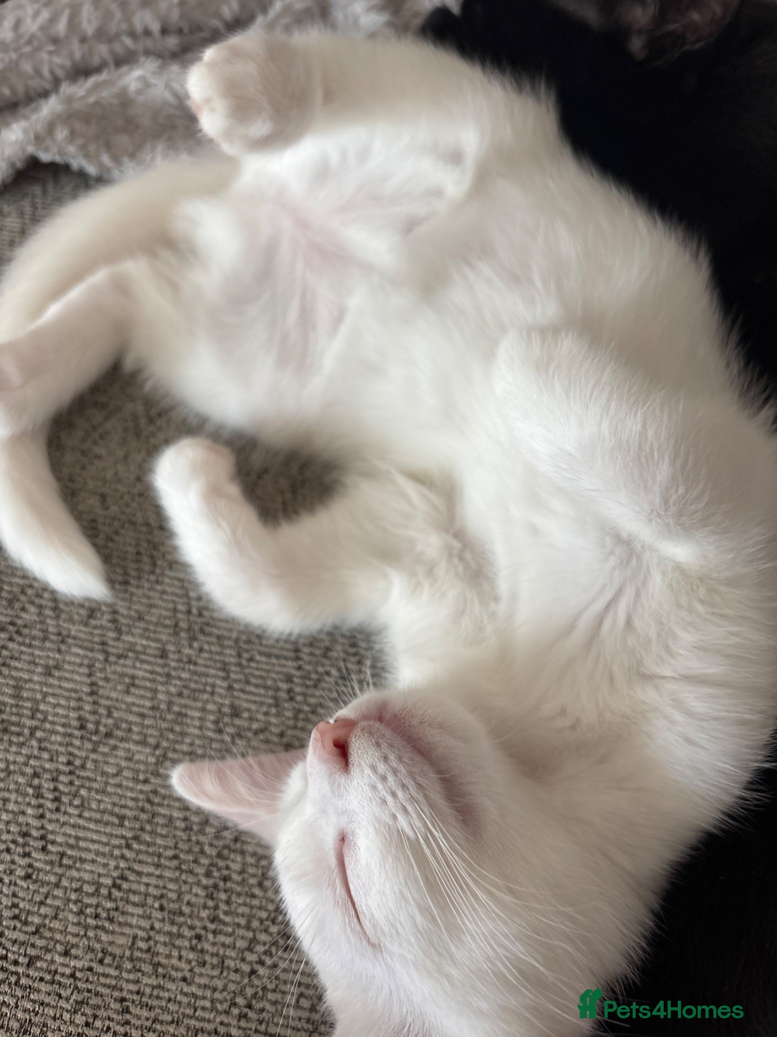 Mixed Breed cats Turkish angora mixed breed  - Advert 1