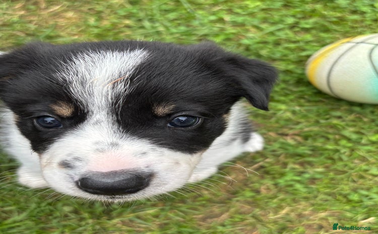 Border Collie dogs - Advert 3