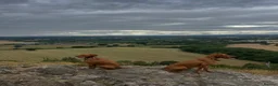 Mixed Breed dogs for sale: Vizslador puppies for sale in Shrewsbury - Advert 13