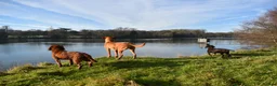 Cocker Spaniel dogs for stud: Fully health tested KCdark red working cocker stud - Advert 3