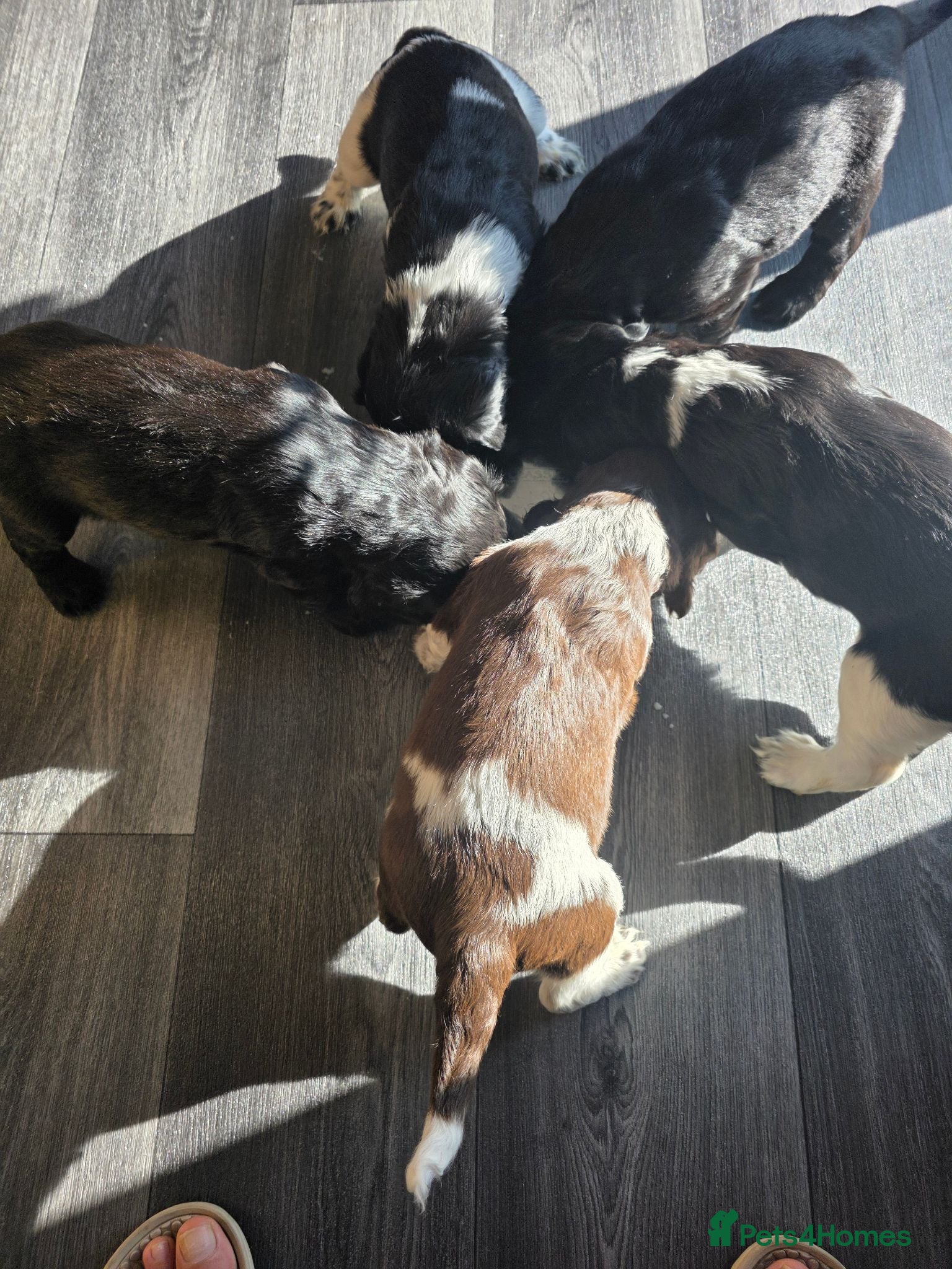 Sprocker dogs Sprocker Spaniel Puppies  - Advert 1