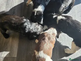 Sprocker dogs Sprocker Spaniel Puppies - Advert 1