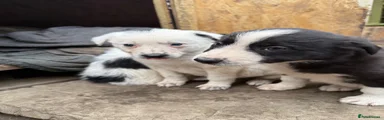 Border Collie Puppy 3