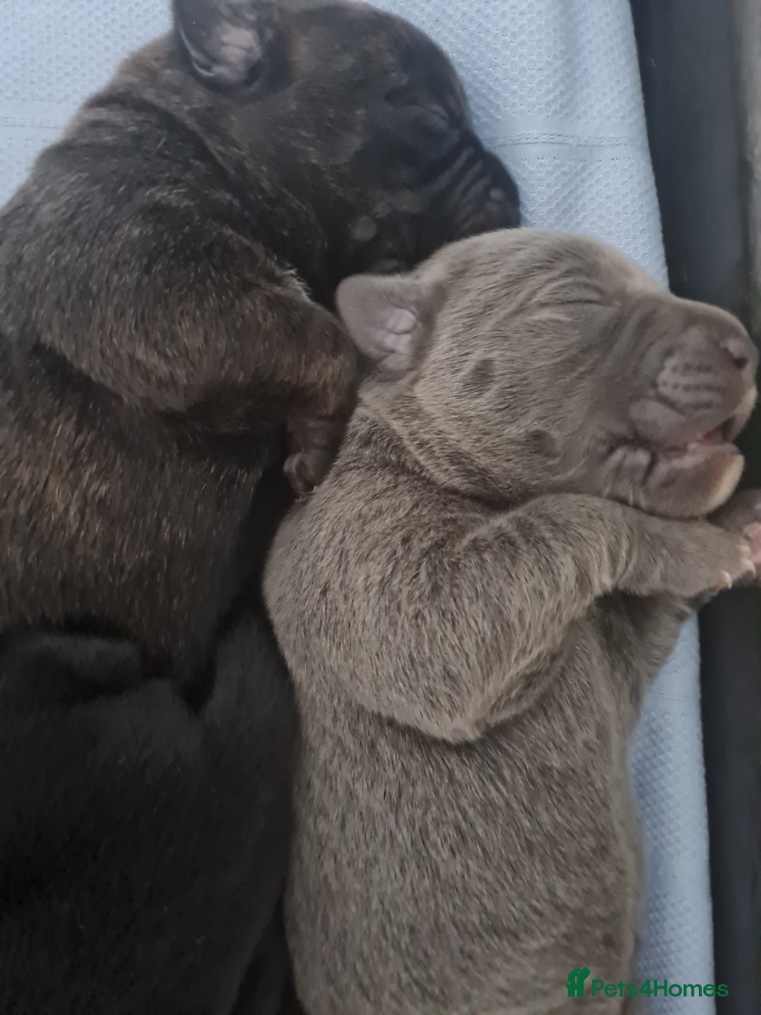 Mixed Breed dogs for sale: Presa canario - Advert 30