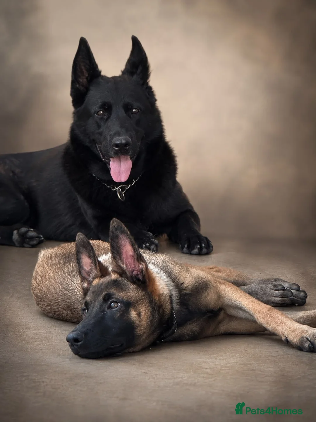 Mixed Breed dogs for adoption: Shanti — 4 Months Old, Super Intelligent  in Boston - Advert 2