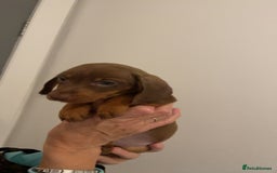Miniature Dachshund dogs for sale: Mini dachshunds puppy’s  - Image 9