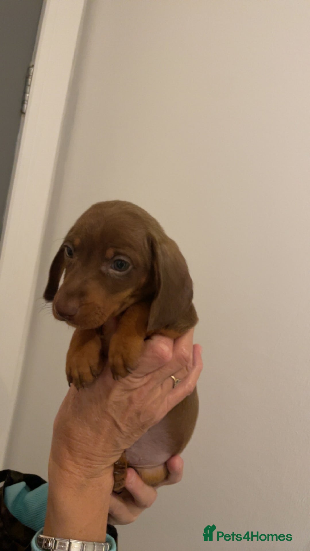 Miniature Dachshund dogs for sale: Mini dachshunds puppy’s  - Image 9