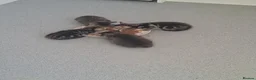 Mixed Breed cats for sale: 4 beautiful kittens  - Advert 9