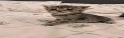 Scottish Fold cats for sale: beautiful scottish fold kittens 💕🧸 - Advert 17
