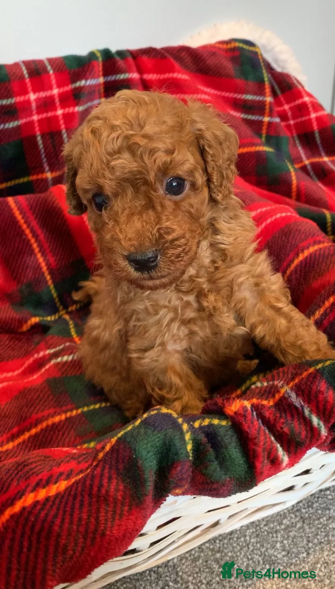 Toy Poodle dogs for sale: Beautiful KC reg, PRA clear Toy Poodle Puppies - Advert 37