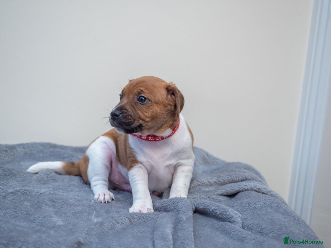 Plummer Terrier dogs for sale: Lovely Plummer Pupps - Advert 21